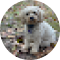 icon-conny
